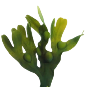 vivo gut